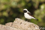 Oostelijke blonde tapuit (Oenanthe melanoleuca)