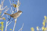 Sardinian Warbler (Sylvia melanocephala)