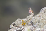 Kneu (Carduelis cannabina)