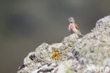 Kneu (Carduelis cannabina)