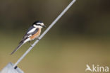 Masked shrike (Lanius nubicus)