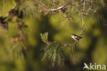 Maskerklauwier (Lanius nubicus)