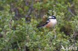 Masked shrike (Lanius nubicus)