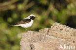 Oostelijke blonde tapuit (Oenanthe melanoleuca)