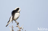 Eastern Black-eared wheatear (Oenanthe melanoleuca)