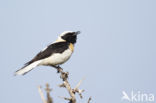 Oostelijke blonde tapuit (Oenanthe melanoleuca)