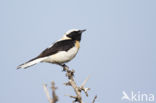 Oostelijke blonde tapuit (Oenanthe melanoleuca)