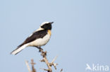 Oostelijke blonde tapuit (Oenanthe melanoleuca)