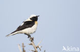 Oostelijke blonde tapuit (Oenanthe melanoleuca)