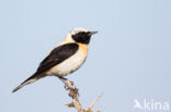 Oostelijke blonde tapuit (Oenanthe melanoleuca)