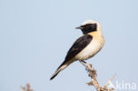 Oostelijke blonde tapuit (Oenanthe melanoleuca)