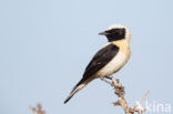 Oostelijke blonde tapuit (Oenanthe melanoleuca)