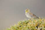 Smyrnagors (Emberiza cineracea)