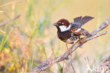 Spanish Sparrow (Passer hispaniolensis)