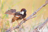 Spanish Sparrow (Passer hispaniolensis)