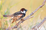 Spanish Sparrow (Passer hispaniolensis)