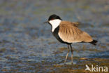 Spur-winged Plover (Vanellus spinosus)