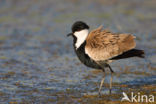 Spur-winged Plover (Vanellus spinosus)