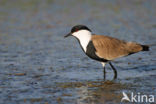 Spur-winged Plover (Vanellus spinosus)