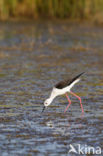 Steltkluut (Himantopus himantopus)