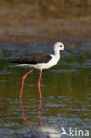 Steltkluut (Himantopus himantopus)