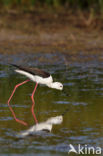 Steltkluut (Himantopus himantopus)