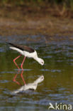 Steltkluut (Himantopus himantopus)