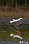 Steltkluut (Himantopus himantopus)