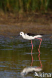 Steltkluut (Himantopus himantopus)