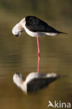 Black-winged Stilt (Himantopus himantopus)