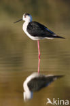 Steltkluut (Himantopus himantopus)