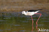 Steltkluut (Himantopus himantopus)