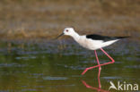 Steltkluut (Himantopus himantopus)