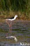 Steltkluut (Himantopus himantopus)