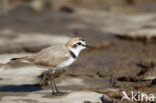 Strandplevier (Charadrius alexandrinus)