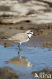 Kentish Plover (Charadrius alexandrinus)