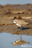 Strandplevier (Charadrius alexandrinus)