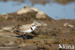 Kentish Plover (Charadrius alexandrinus)