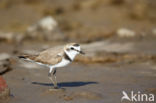 Strandplevier (Charadrius alexandrinus)