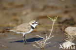 Kentish Plover (Charadrius alexandrinus)