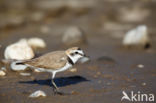 Strandplevier (Charadrius alexandrinus)