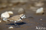 Strandplevier (Charadrius alexandrinus)