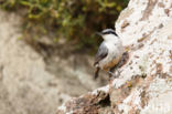 Western Rock-Nuthatch (Sitta neumayer)