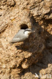 Western Rock-Nuthatch (Sitta neumayer)