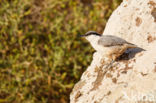 Western Rock-Nuthatch (Sitta neumayer)