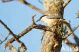 Western Rock-Nuthatch (Sitta neumayer)