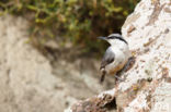 Western Rock-Nuthatch (Sitta neumayer)