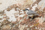 Western Rock-Nuthatch (Sitta neumayer)