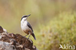 Western Rock-Nuthatch (Sitta neumayer)