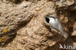 Western Rock-Nuthatch (Sitta neumayer)